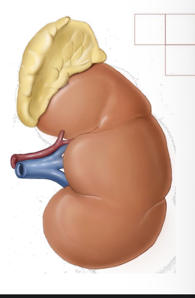 <p>External anatomy of kidneys</p>