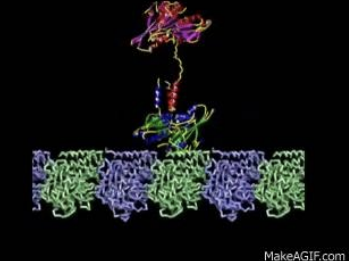<p><strong>4. GLOBULAR PROTEINS ARE MARGINALLY STABLE</strong></p><ul><li><p>Net ΔG of folding: only -20 to -40 kJ/mol</p></li><li><p>Compare: single covalent bond ≈ -350 kJ/mol</p></li></ul><p><strong>5. MARGINAL STABILITY FACILITATES MOTION</strong></p><ul><li><p>Proteins exhibit conformational dynamics, continuously transitioning between closely related structural states.</p></li></ul><p><strong>6. MOTION ENABLES FUNCTION</strong></p><ul><li><p>Conformational changes are essential for enzyme catalysis, signal transduction and molecular transport</p></li></ul><p></p>