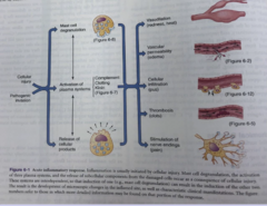 <p>Inflammatory Signs: Redness, Heat, Swelling, Pain</p><p>Microcirculatory changes:</p><p>-Blood vessel dilation (increase blood flow)</p><p>-Increased vascular permeability</p><p>-Migration of WBC to site of injury (pus = dead WBC)</p>