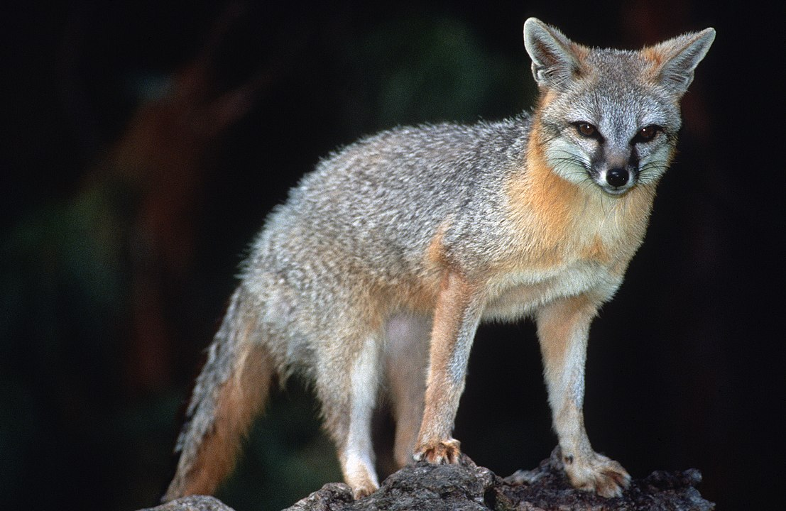 <p>Common Name: Gray fox</p><p>*Must know skull</p>