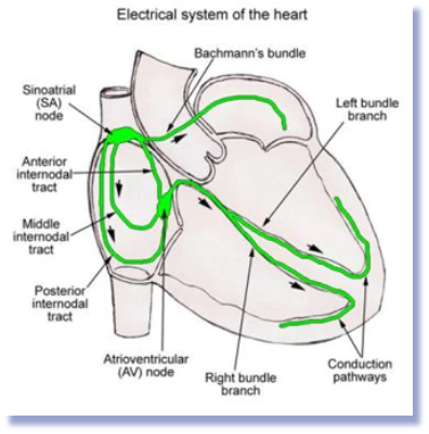 <p><span>These branches run down the </span><strong>interventricular septum</strong><span> (the wall between the ventricles) toward the </span><strong>apex</strong><span> (tip) of the heart. </span></p><p></p><p><span>The </span><strong>left bundle branch is larger</strong><span> because the left ventricle is bigger and has more muscle and decides further.   </span></p>