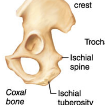 <p>Sharp, slender, often pointed projection</p>