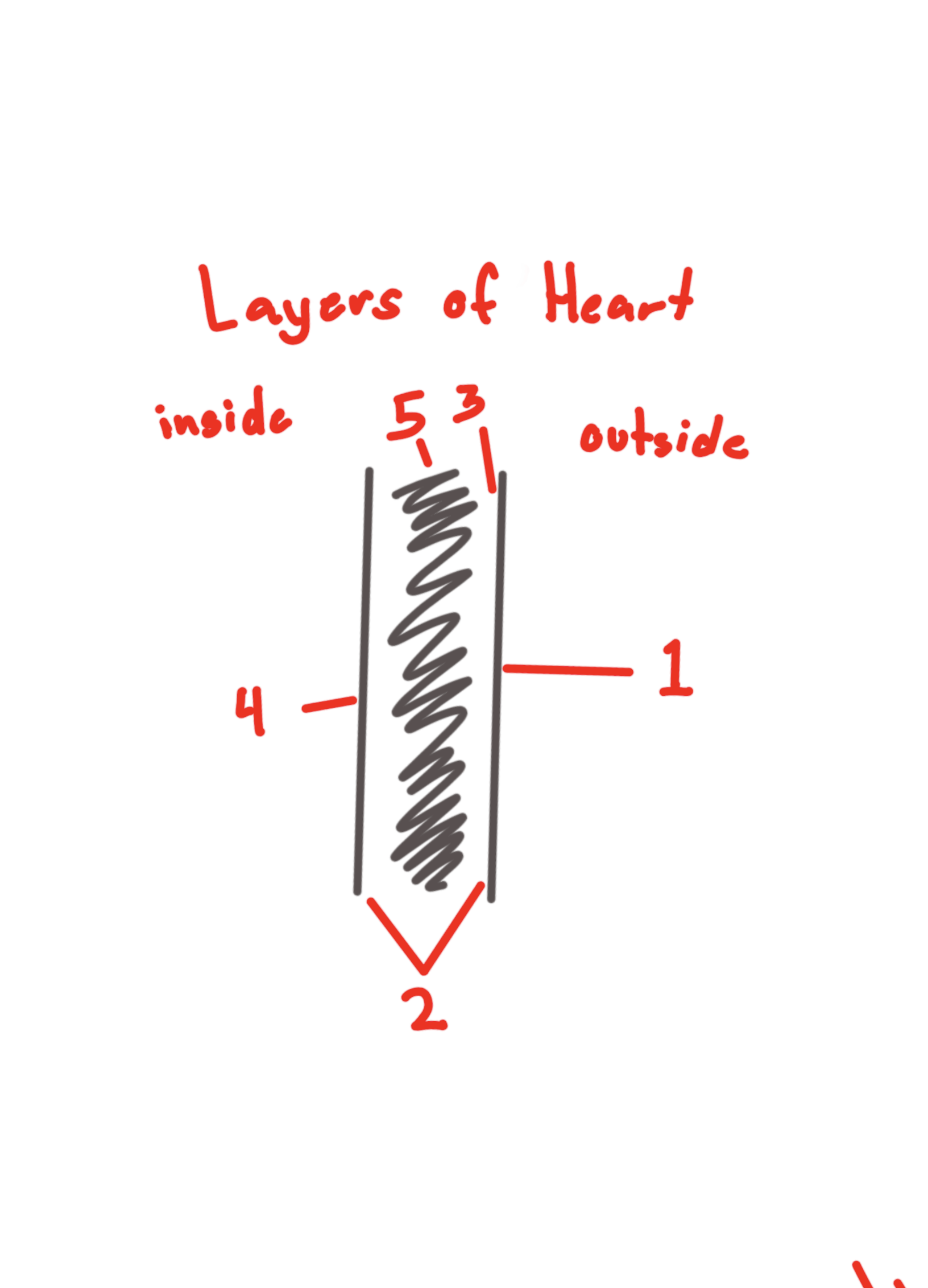 <p>Feature. the bare layer of the heart<br>#2</p>