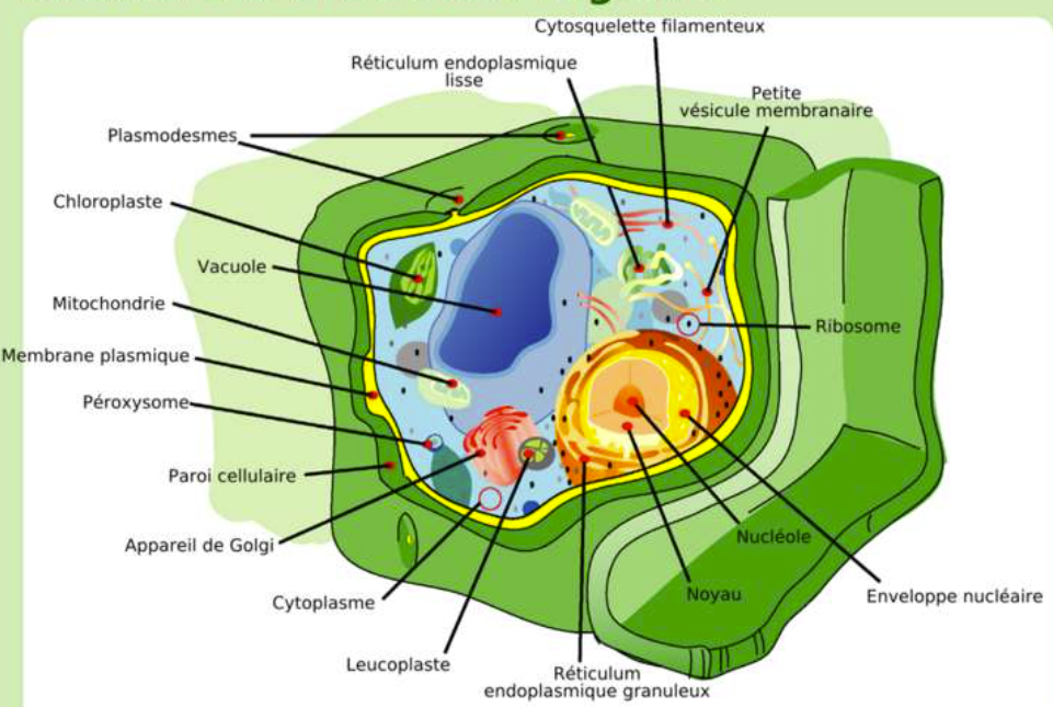 <p>Orgánulos similares a los lisosomas pero más pequeños. Contienen enzimas específicas (oxidasas y catalasas) encargadas de neutralizar o <strong>oxidar</strong> sustancias tóxicas (como el alcohol) y de descomponer ácidos grasos.</p><p></p>