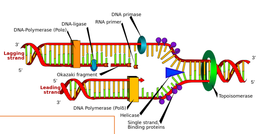 <ol><li><p>DNA polymerase.</p></li></ol><ol start="2"><li><p>Helicase unwinds the DNA to create the replication fork; it loads in both directions, so replication extends in both directions.</p></li><li><p>Primase synthesizes RNA primers, which bind to the lagging strand and allow for DNA to be copied along the lagging strand.</p></li><li><p>RNA primers are removed by the DNA polymerase exonuclease function.</p></li><li><p>Ligase seals up any nicks in the DNA where nucleotides may be missing.</p></li><li><p>Topoisomerase prevents supercoiling of DNA in front of the helicase as it unwinds DNA.</p></li><li><p>Single-strand DNA-binding proteins (prevent strands from reannealing)</p></li></ol><p></p>