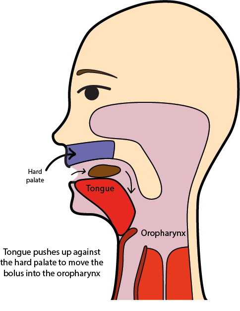 <p>What is the oral prep phase?</p>