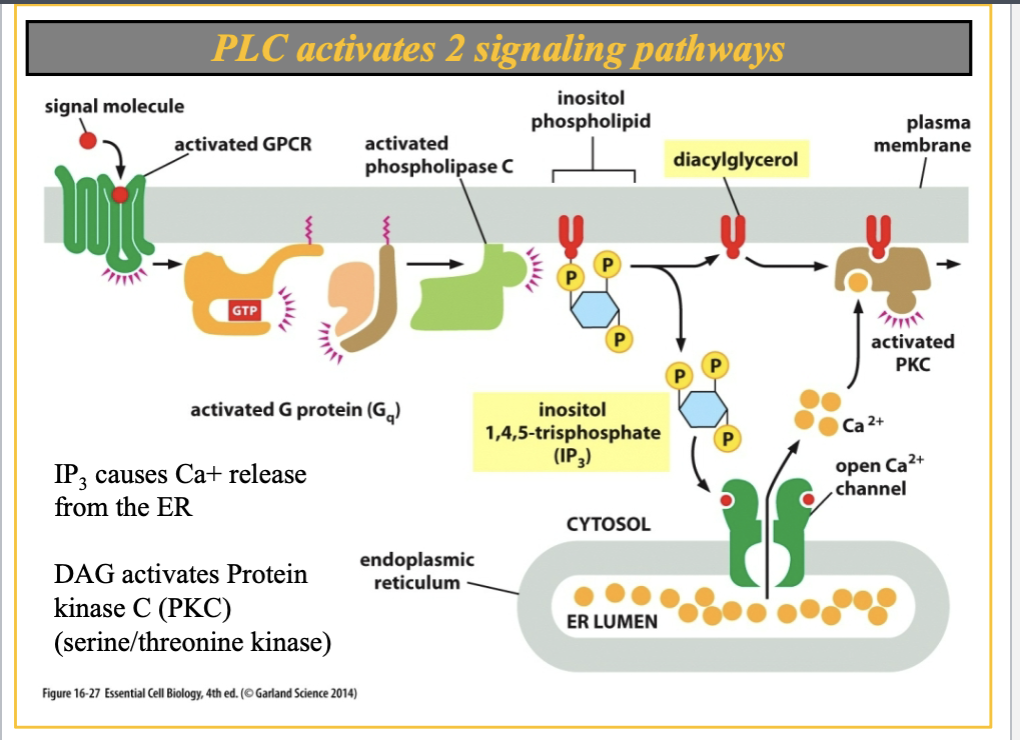 <ol><li><p>vision </p></li><li><p>receptor tyrosine kinase</p></li></ol><p></p>