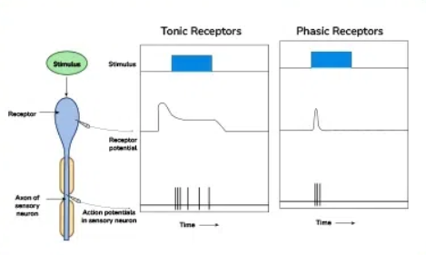 <ul><li><p>tonic receptors</p></li><li><p>phasic receptors</p></li></ul><p></p>