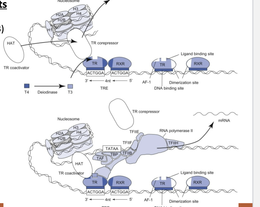 <p>1. Thyroid hormone receptor (TR): bound to DNA as heterodimer with the retinoid X receptor (RXR) at the thyroid hormone response elements (TREs).</p><p>2. The TR-RXR complex recruits a TR corepressor complex</p><p>3. The corepressor recruits histone deacetylases (HDACs)</p><p>4. HDACs remove acetyl groups from the histone proteins -> positive charge -> DNA coils around histones</p>