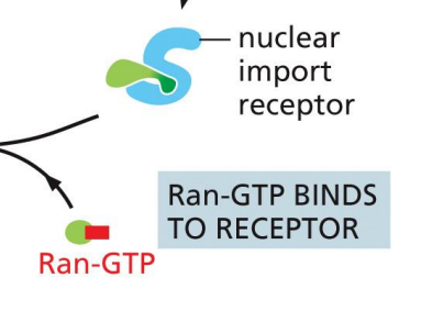 <p>In the nucleus, importin binds to Ran-GTP</p><ul><li><p>cause a conformational change in importin</p></li></ul><p></p>