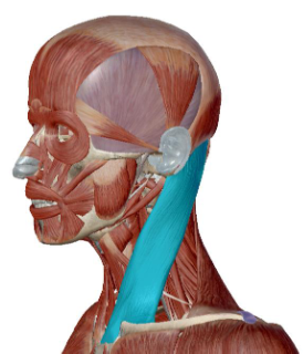 <p>what muscle is this</p>