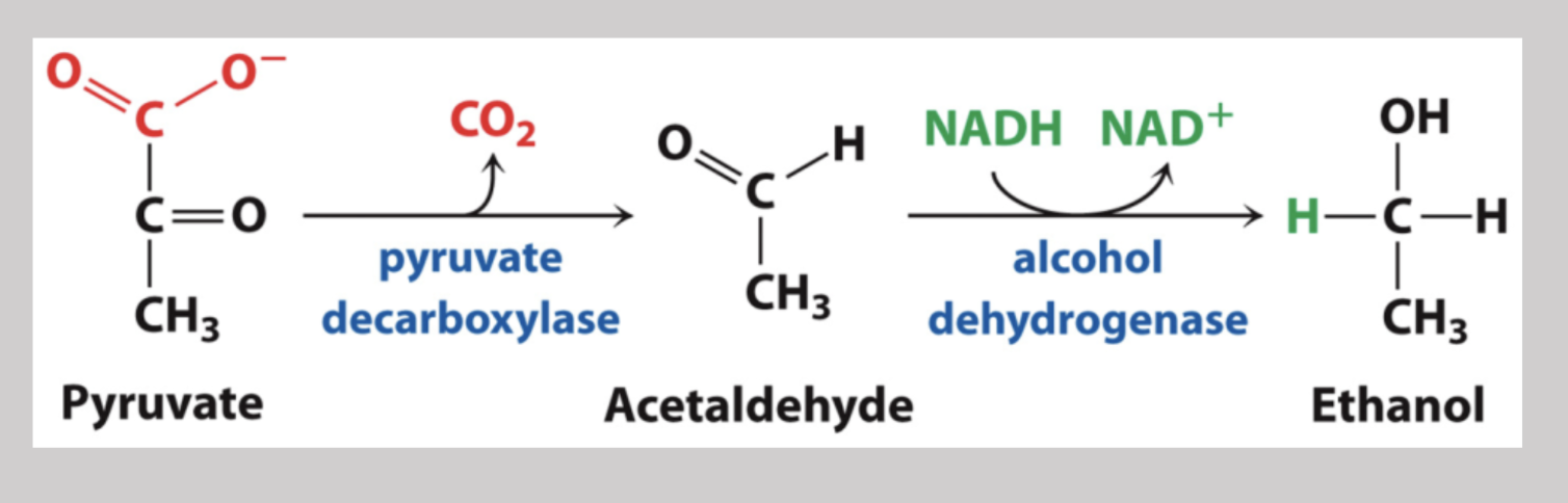 <p>Pyruvate generated into acetaldehyde and yields CO2 molecule by way of pyruvate decarboxylase, then utilizes alcohol dehydrogenase to oxidize NADH and in turn, reduce acetaldehyde into ethanol </p>