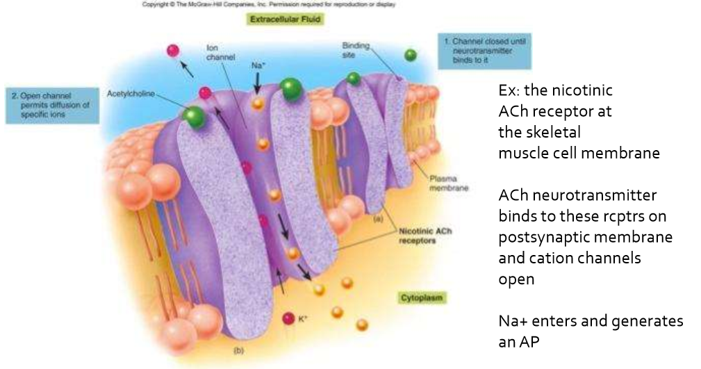 <p>Why is an acetylcholine receptor at the neuromuscular junction considered chemically gated?</p>