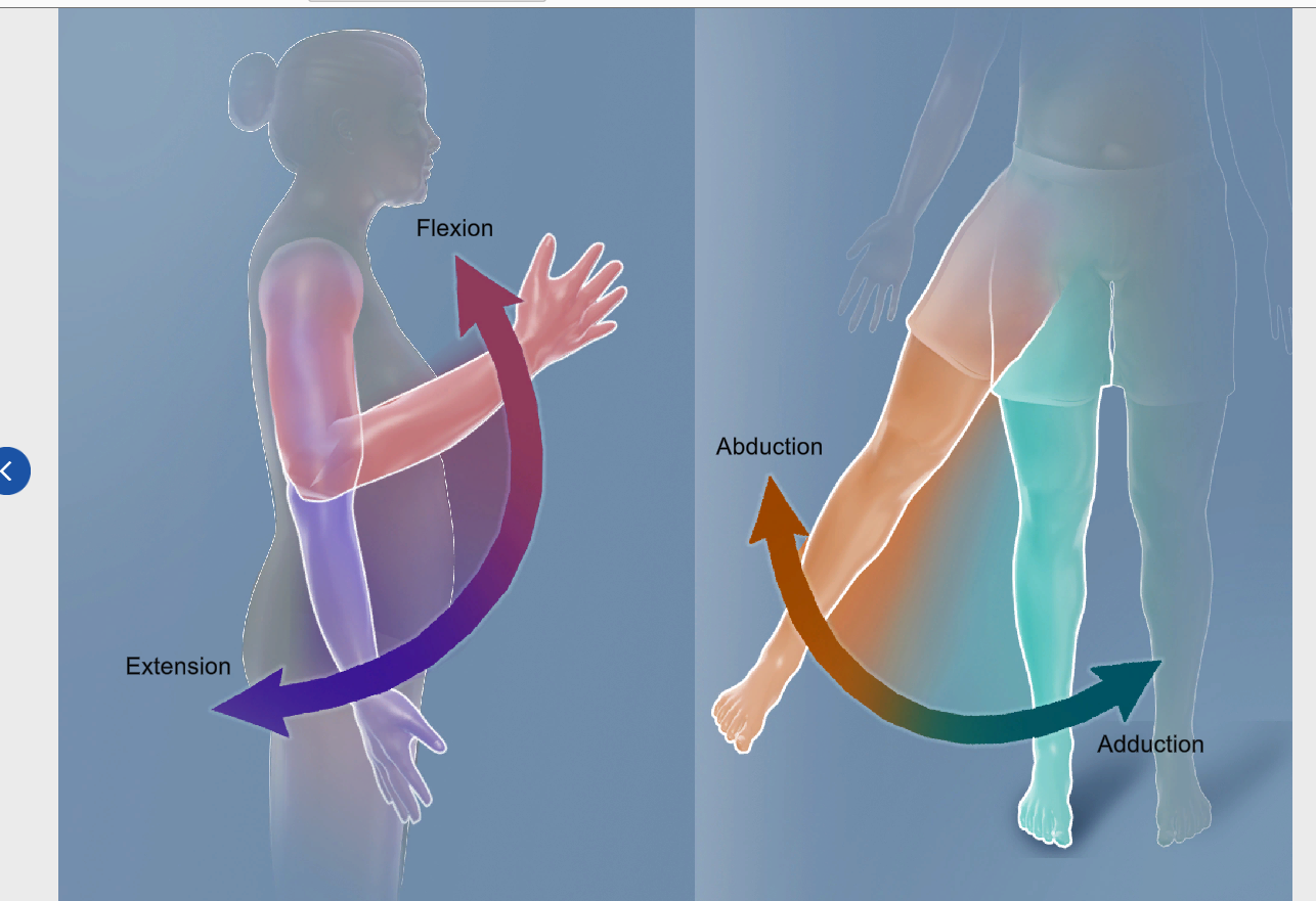 <p>flexion</p>