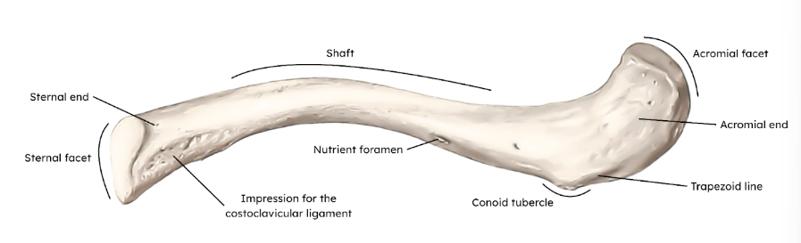 <p>Also known as the <em>collarbone, </em>it is a long, S-Shaped Bone that lies horizontally across the front of the shoulder just in front of the first rib.</p><p>Its function is to act as a brace to hold the arm away from the top of the thorax and help prevent shoulder dislocation</p><p>Structurally has three main Anatomical Parts:</p><ol><li><p>Medial (sternal) end</p></li><li><p>Lateral (Acrominal) end</p></li><li><p>Shaft</p></li></ol><p></p>