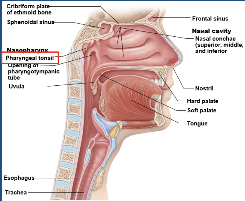 <p>pharyngeal tonsil / adenoids </p>