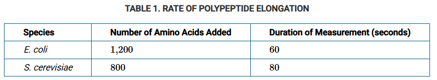 <p>During translation of an mRNA, amino acids are added one-by-one to the growing end of a polypeptide. Researchers wanted to determine whether there is a difference in the rate of amino acid addition in <span>E. coli</span>, a prokaryote, and <span>S. cerevisiae</span>, a single-celled eukaryote (Table 1).</p><p class="stem_paragraph">Based on the data in Table 1, how does the rate of polypeptide elongation in <span>E. coli</span> compare with the rate of polypeptide elongation in <span>S. cerevisiae</span>?</p>
