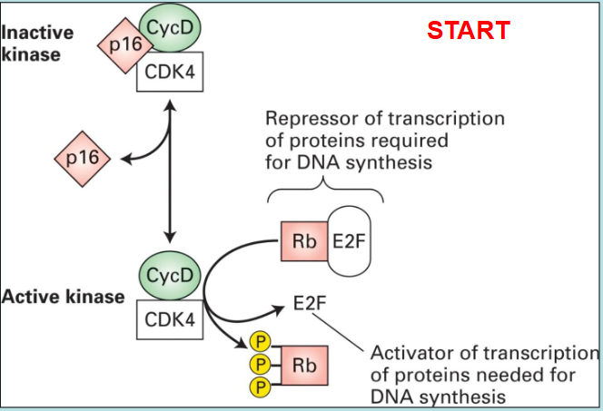 <p>overexpression of the proto-oncogene for cyclin D, loss of tumour suppressor genes for p16 CDK inhibitor and RB</p>