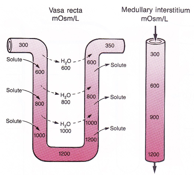 <ul><li><p>As blood enters the descending limb of the vasa recta, it encounters increasingly concentrated interstitium, and water diffuses out of the blood vessel while solutes (NaCl and urea) diffuse into the blood</p></li><li><p>When the blood turns and ascends back toward the cortex, the situation reverses as the blood inside the vessel is now more concentrated, so water moves back into the blood and solutes diffuse into the interstitium</p></li><li><p>The blood leaves the vasa recta and returns to the venous circulation has a composition similar to the blood that entered, and this mechanism prevents the osmotic gradient of the renal medulla from being washed out</p></li></ul><p></p>