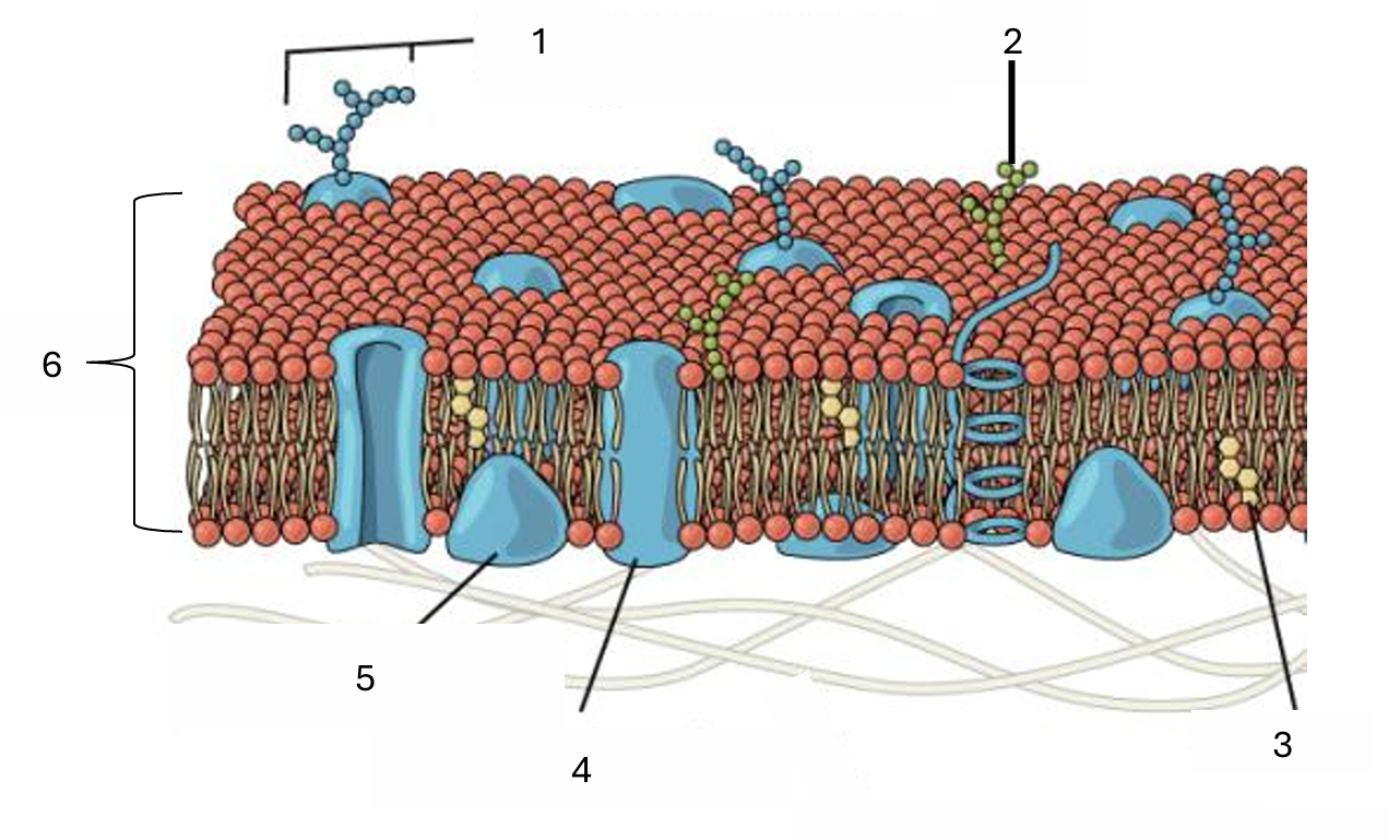<p>What is 6 on this plasma membrane diagram?</p>