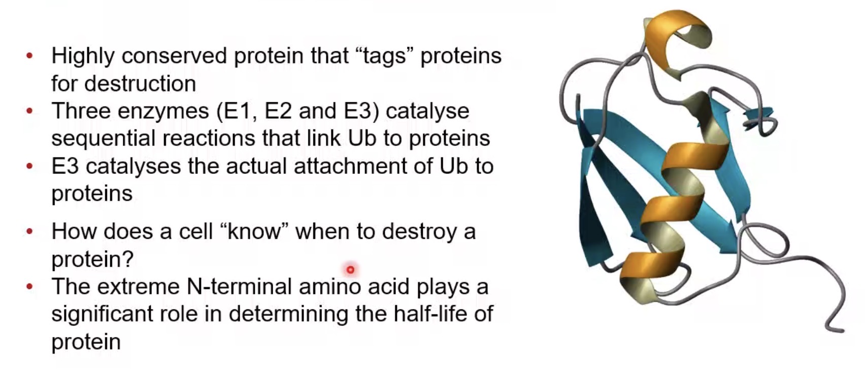 <p>Carries activated ubiquitin.</p>