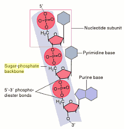 <p>Alternating sugar and phosphate groups forming the outer structure of the DNA helix.</p>