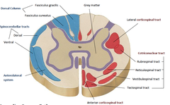 <p>smaller, more specific bundle of nerve fibers within a funiculus that shares a common origin, function, and destination</p>