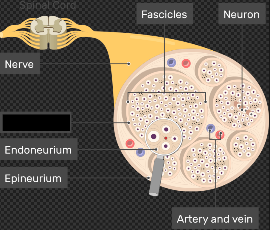 <p>a protective, specialized connective tissue sheath that encloses bundles of nerve fibers (called nerve fascicles) in the peripheral nervous system<span>. It acts as a selective diffusion barrier and provides crucial mechanical strength and structural integrity to the nerve.</span></p><p></p><p><span>Middle layer bundling groups of axons into fascicles.</span></p>