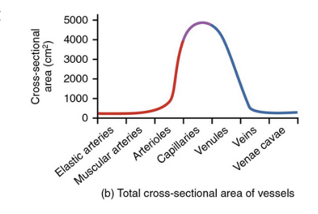 <p>this one too! </p><p>vessel diameter would be a parabola</p>