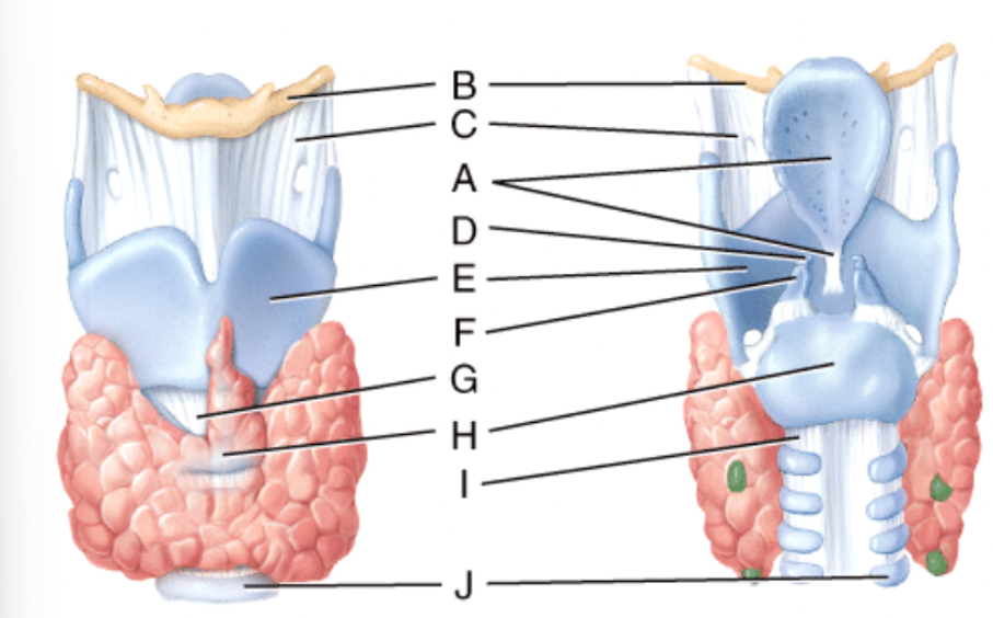 <p>What is line D pointing to?</p><p>a) Thyrohyoid membrane </p><p>b) Corniculate cartilage </p><p>c) Cricothyroid ligament </p><p>d) Cricoid cartilage</p><p>e) Tracheal cartilage</p>
