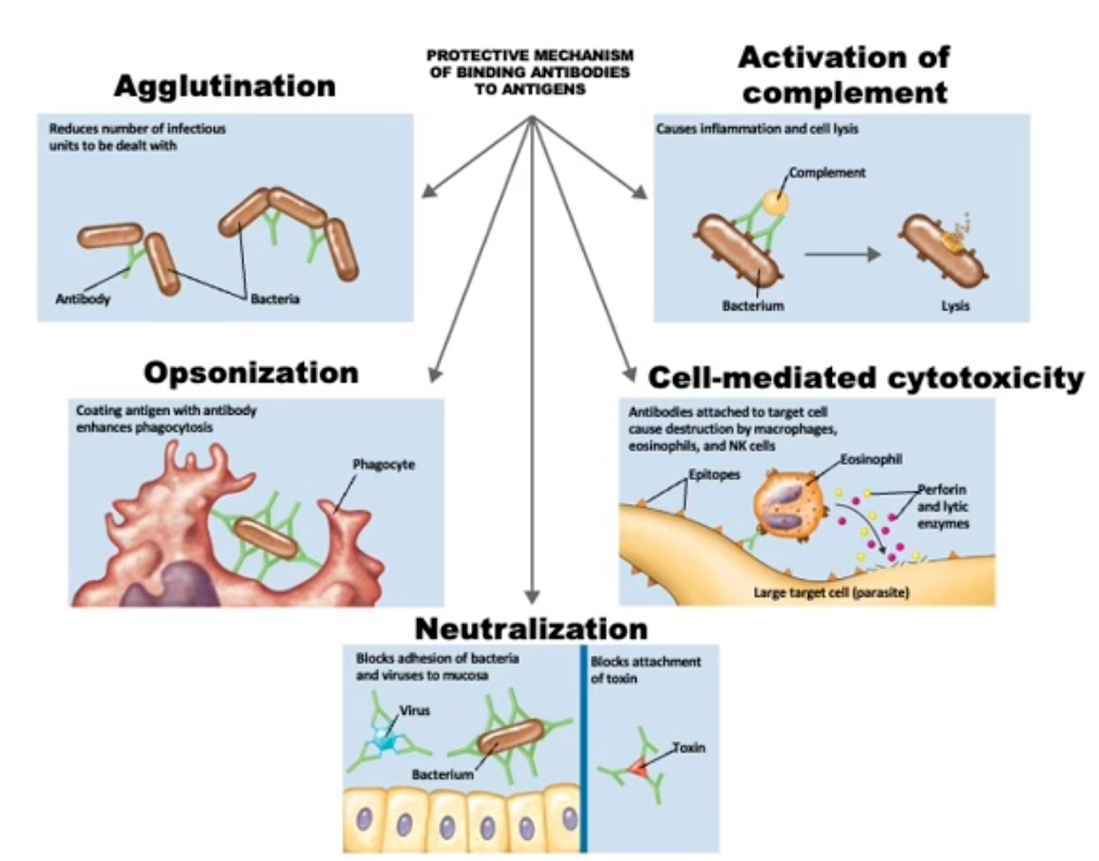 <p>Protein produced by B-cells to neutralize pathogens (bacteria and viruses) and pathogen proteins (toxins). Neutralize visions before they bind and infect new cells</p><ul><li><p>Antigen specific (Antigen Binding site)</p></li><li><p>Fc Region is conserved among all antibodies to mediate communication with other parts of immune system</p></li></ul><p></p>