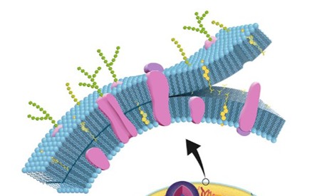 <p>98% of molecules are lipids</p><p>Hydrophilic phosphate heads face water on each side</p><p>Hydrophobic tails are directed toward the center, avoiding water</p>