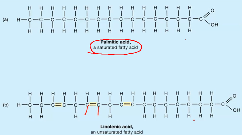 <p>A fatty acid where every carbon atom holds the maximum number of hydrogens (2) — no double bonds between carbons.</p>