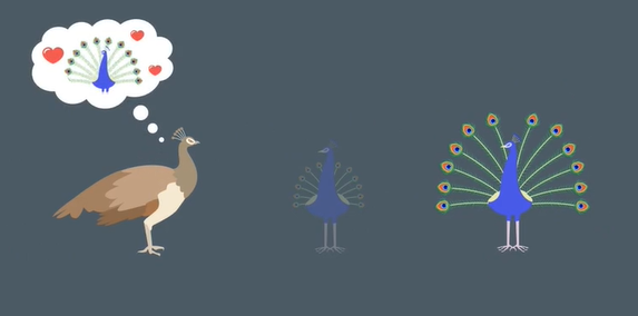 <p>individuals seek out partners who are more likely to successfully reproduce to produce healthy offspring </p>