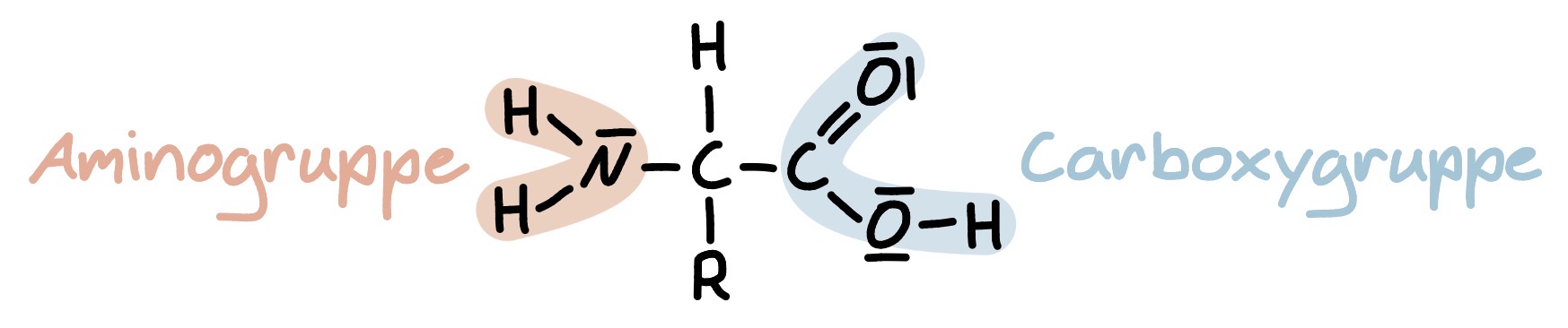 <ul><li><p>Natürlich vorkommende Aminosäuren (unterschiedlichen sich in Rest) = alpha-Aminosäuren (Aminogruppe an C-Atom auf das Carboxygruppe folgt = alpha-C-Atom)</p></li></ul><p></p>