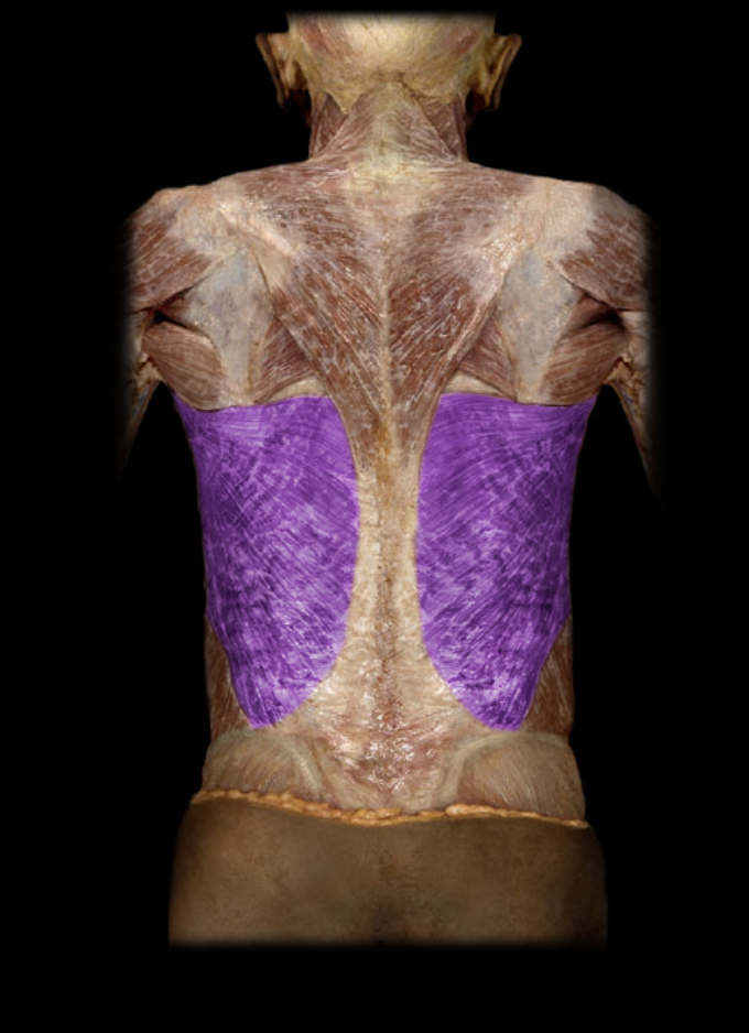 <p>Identification.</p>