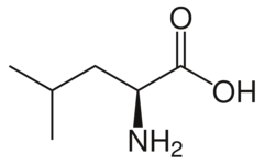<p>Leucine</p><p>1 Letter: L</p><p>3 Letters: Leu</p><p>Non-polar</p>