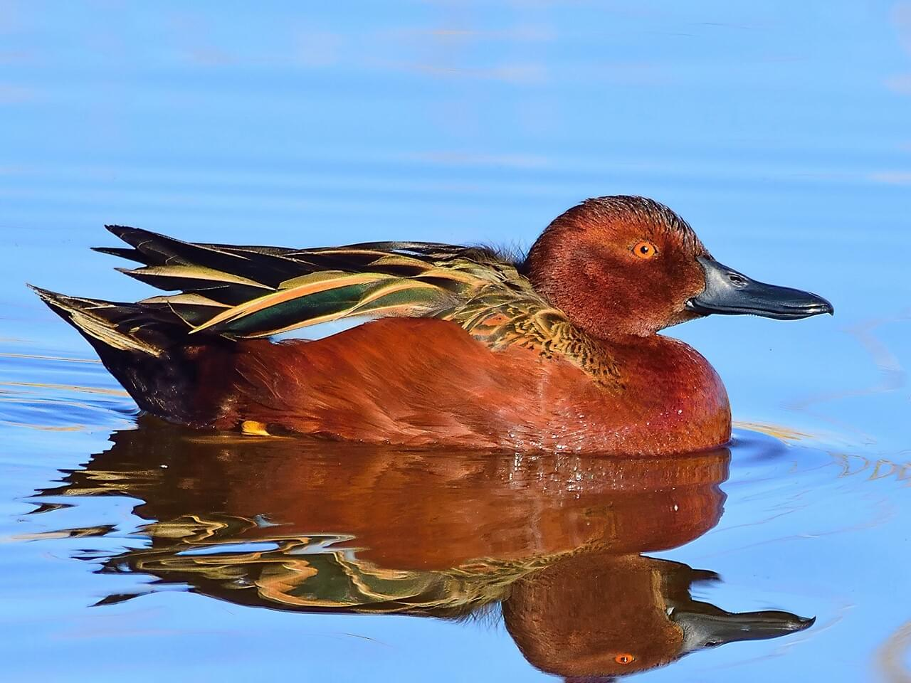<p>Cinnamon teal </p>