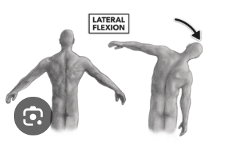<p>What is involved in Side Flexion (Lateal Flexion) > Trunk / Vertebral Column</p>