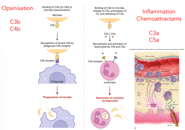 <p><strong><u>C3a &amp; C5a recruit &amp; activate leukocytes</u></strong></p><ul><li><p>both can bind to receptors on leukocytes</p></li><li><p>leukocytes can destroy microbes</p></li></ul><p></p>