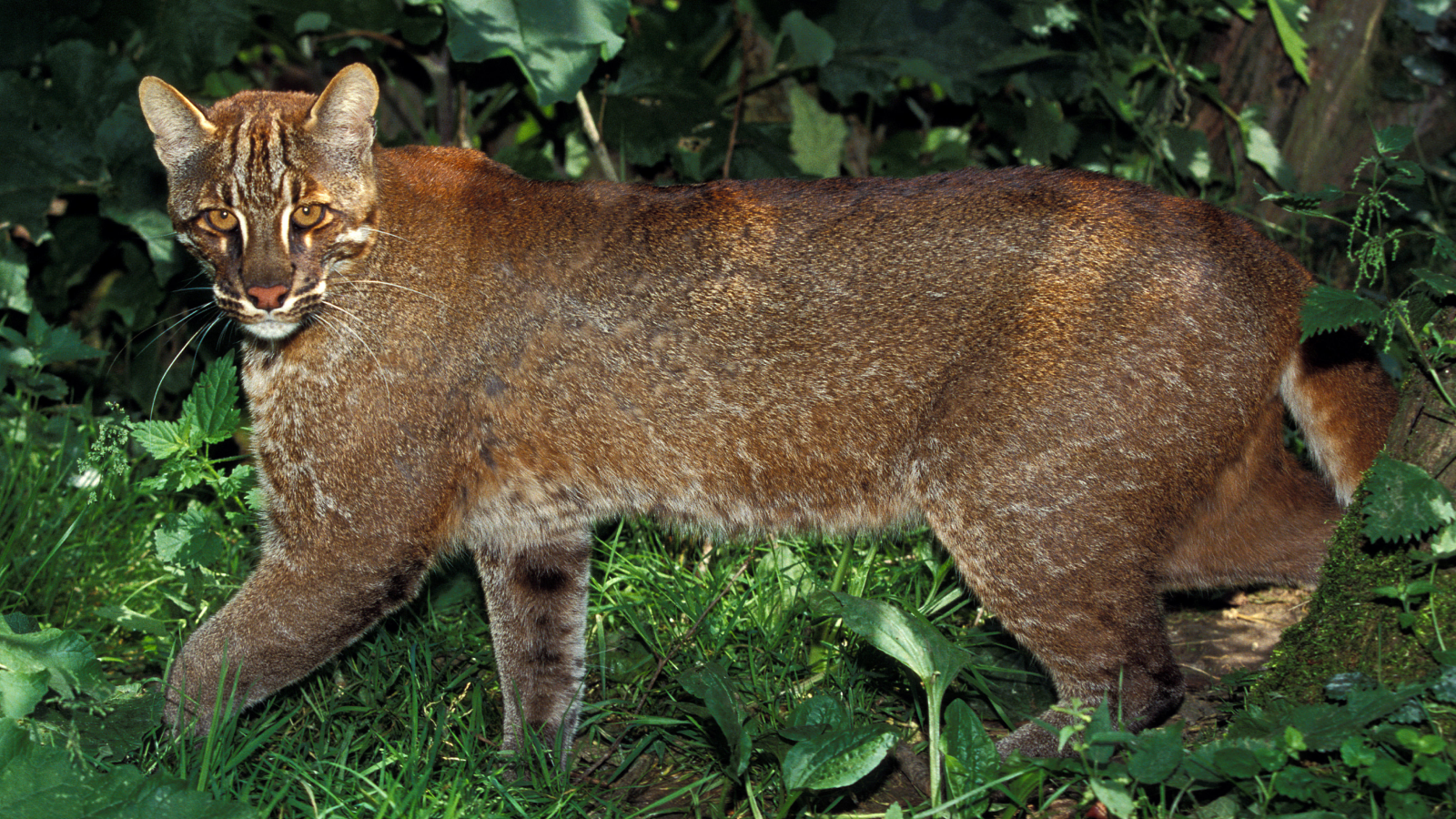 <p>bigger that domestic cat, heavily build, uniform color (red/golden brown/dark brown/pale cinnamon/gray/black), black lines on top head and cheeks, ears black with central grey area</p>