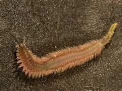<p>What is the scientific name of the Common Clamworm?</p>