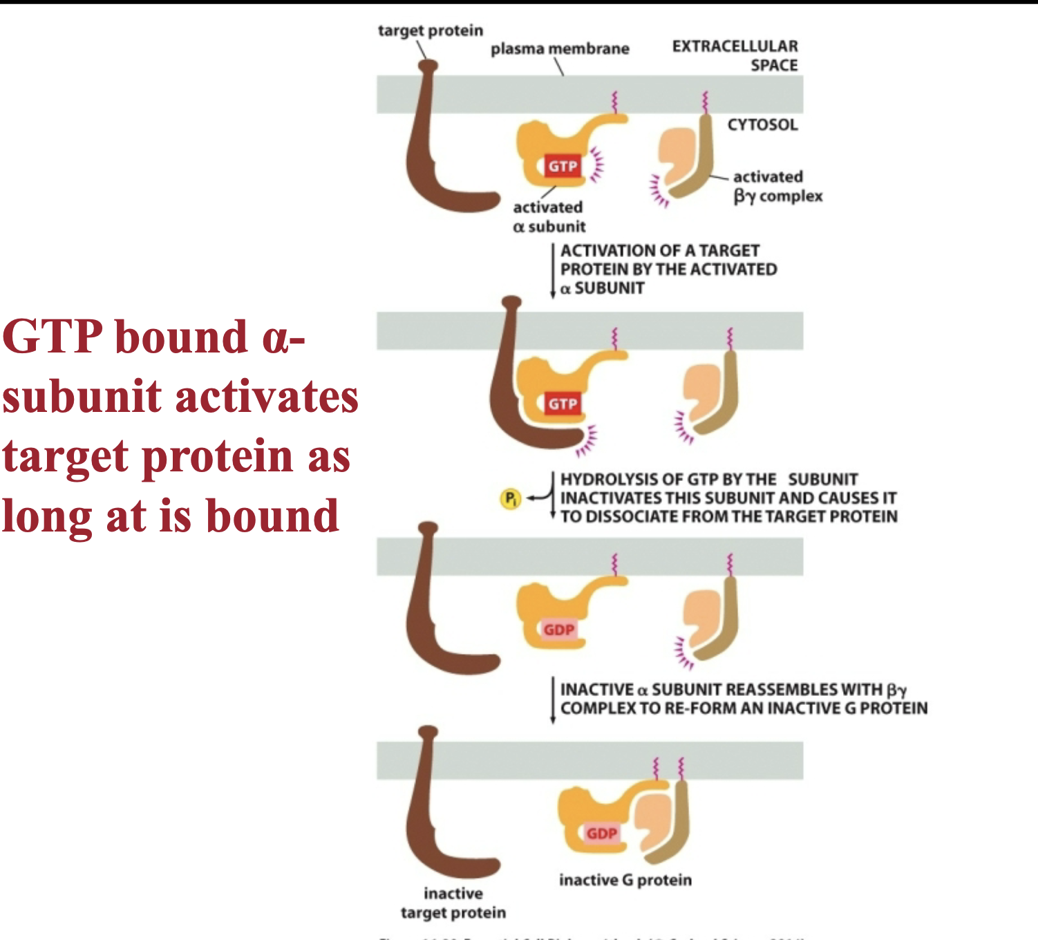 <ol><li><p>Slide 22 mechanism/ G- protein part 2)</p></li><li><p>types of G - protein</p></li></ol><p></p>