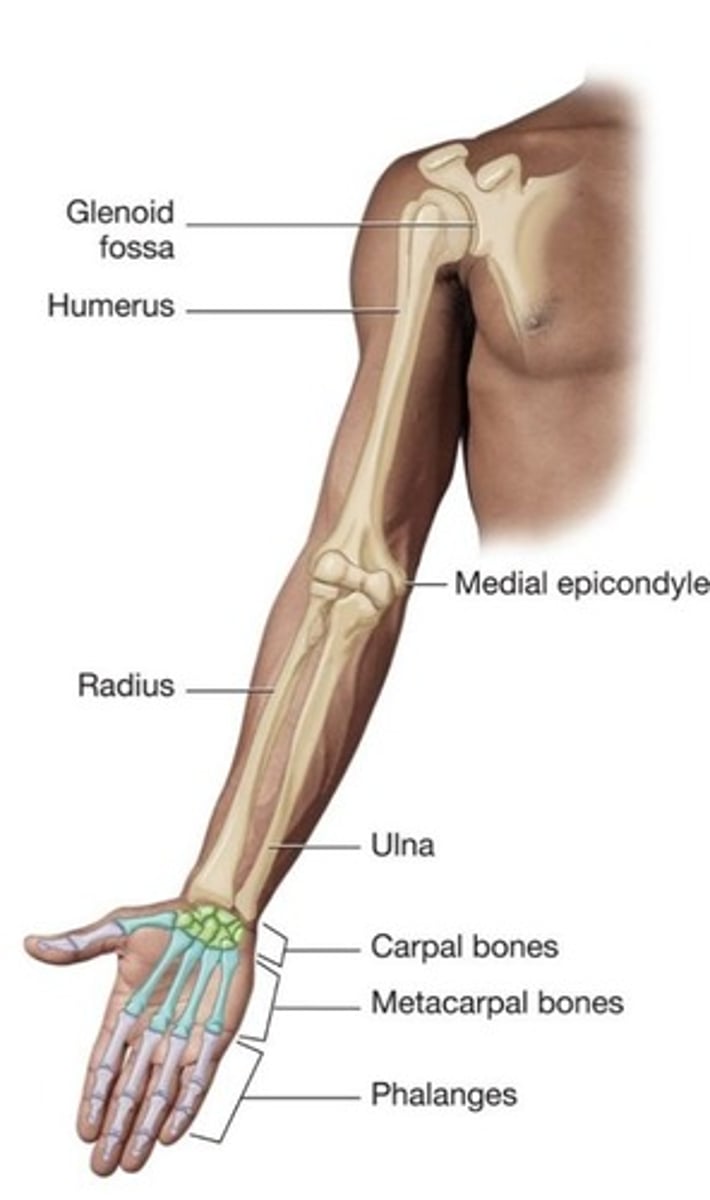 <p>Upper arm</p>