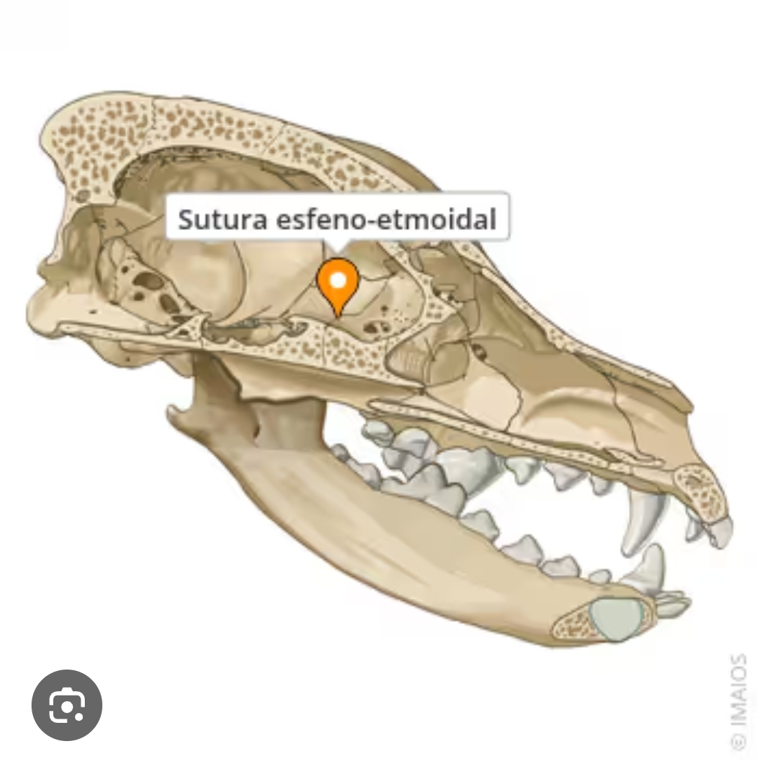 <p>sutura esfeno-etmoidal</p>