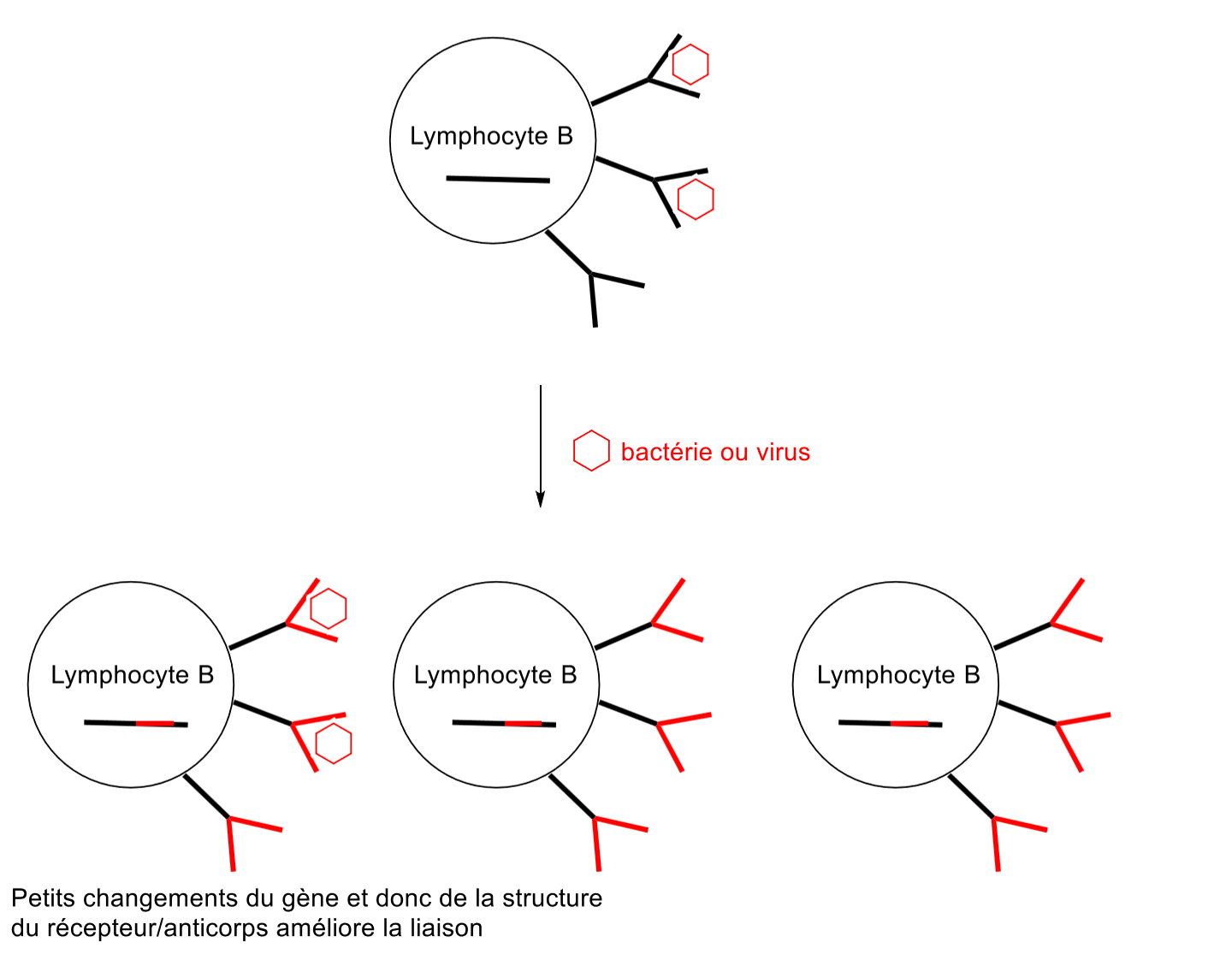 <ul><li><p>Très peu de cellules (≈ 50–100) reconnaissent l’antigène au départ</p></li><li><p>Elles subissent une division rapide</p></li><li><p>Des mutations apparaissent dans les gènes des récepteurs</p></li><li><p>Cela améliore l’affinité de liaison (maturation d’affinité)</p></li><li><p>Augmentation du nombre de cellules efficaces contre l’envahisseur</p></li><li><p>Processus sur plusieurs jours</p></li><li><p>Après infection, la plupart des cellules qui ont combattu l’infection meurt, une petite population est conservé (cellules de mémoires, liaison optimisée à l’antigène de l’organisme)</p></li></ul><p></p>