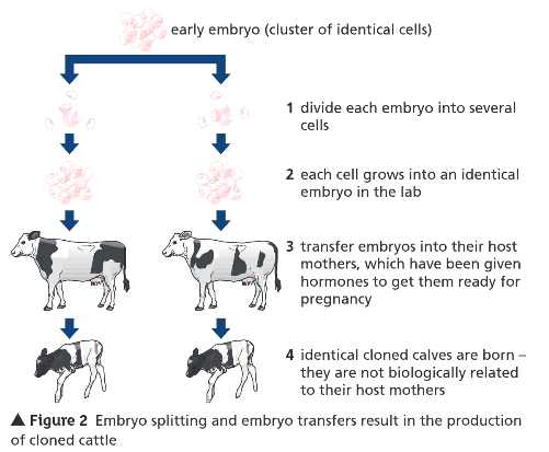 <p>What are embryo transplants?</p>