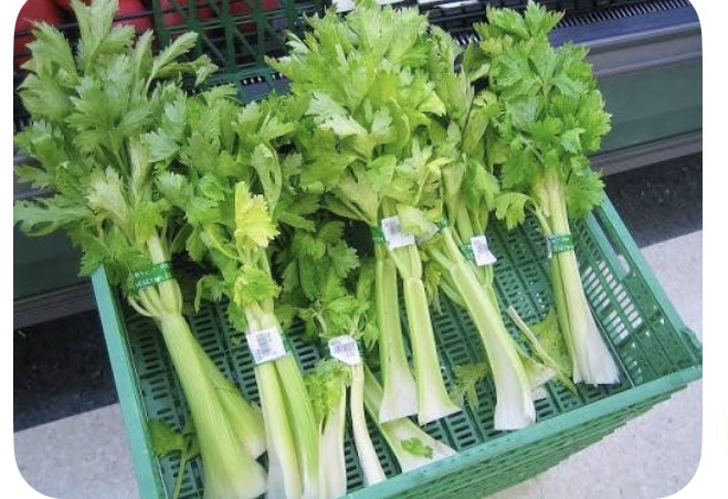 <p>Celery</p>