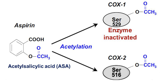 <ul><li><p>irreversible inhibitor of COX activity→ acetylation of serine residue in active site(ser 529 in cox1, ser 516 in cox2)</p></li><li><p>“suicide inhibitor”</p></li><li><p>works by the same mechanism to block cox2 in other tissues</p></li></ul><p></p>
