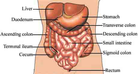 <p>organs located within the thoracic and abdominopelvic cavities. </p>